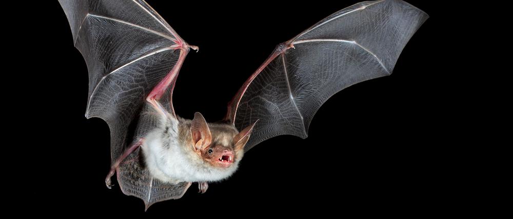 Fledermaus in Berlin.