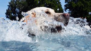 Hund schwimmt im Wasser.