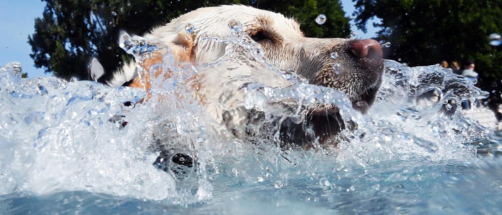 Hund schwimmt im Wasser.