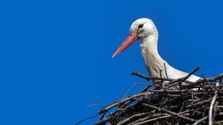 Der Weißstorch „Kurtchen Rotschnabel“ ist seit vielen Jahren einer der ersten seiner Art, der sehr früh aus den Überwinterungsgebieten zurück kommt.
