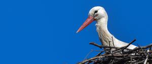 Der Weißstorch „Kurtchen Rotschnabel“ ist seit vielen Jahren einer der ersten seiner Art, der sehr früh aus den Überwinterungsgebieten zurück kommt.