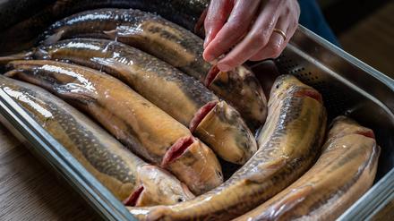 Zu Silvester darf es gerne Fisch sein.