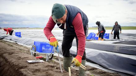 Erntehelfer aus Rumänien arbeiten auf einem Feld des Spargelhofes Josef Jakobs. 