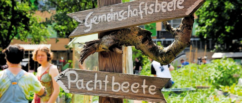 Pracht zur Pacht. Der Gemeinschaftsgarten „Himmelbeet“ war an seinem alten Standort in Wedding ein beliebter Anlaufpunkt – und trotz seiner nur 1700 Quadratmeter Fläche ein höchst ergiebiger Gemüselieferant.