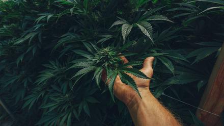 Kaum eine Branche ist so abhängig von politischen Trends wie das Cannabisgeschäft.