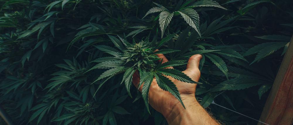 Kaum eine Branche ist so abhängig von politischen Trends wie das Cannabisgeschäft.