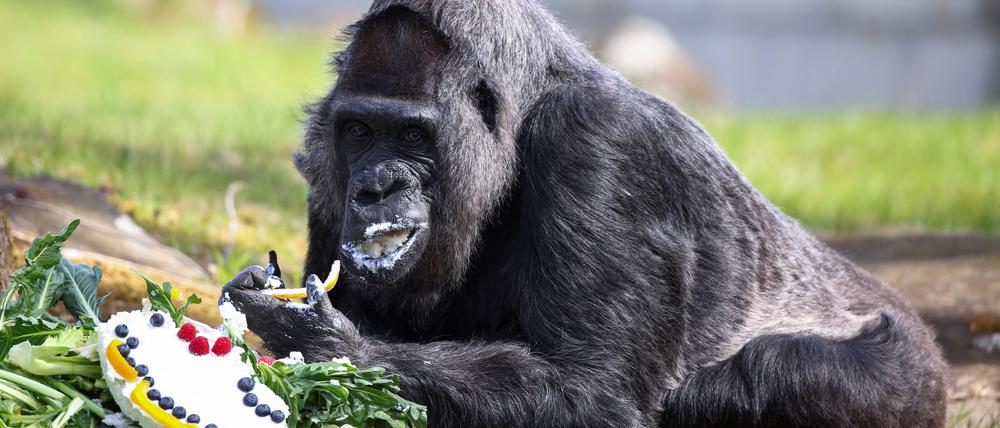Am Samstag wird die Gorilla-Dame Fatou 67 Jahre alt.