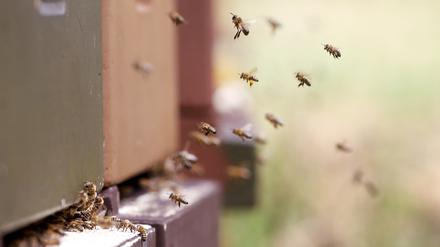 Düsseldorf: Bienen fliegen zu ihrem Bienenstock. 