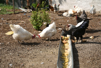 Die Hühner der Frühsammers - ein glückliches Kuddelmuddel unterschiedlicher Rassen