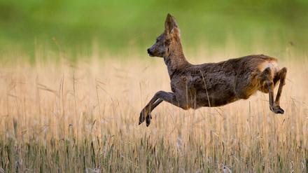 Rehe fressen am liebsten die Triebe junger Laubbäume - und erschweren dadurch die Entwicklung von Mischwäldern.