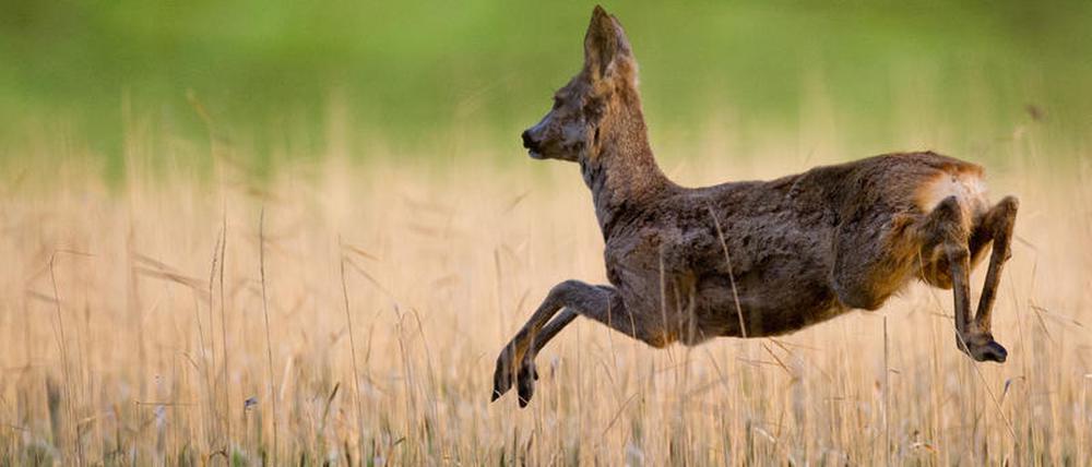 Rehe fressen am liebsten die Triebe junger Laubbäume - und erschweren dadurch die Entwicklung von Mischwäldern.