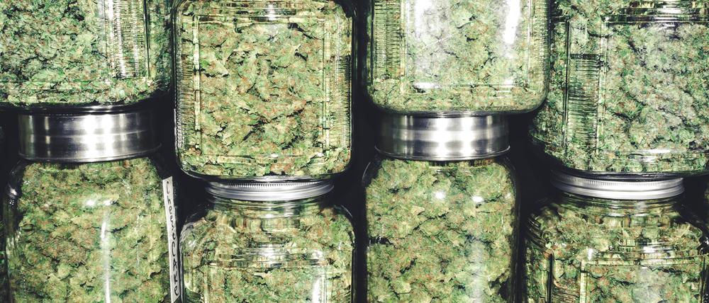 Cannabisblüten in Einweckgläsern (Symbolbild).