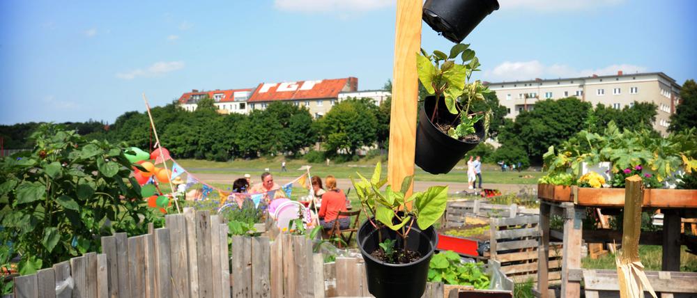 Die Gemeinschaftsgärten auf dem Tempelhofer Feld - dem ehemaligen Flughafen Tempelhof - an der Oderstraße in Berlin-Neukölln, aufgenommen am 30. Juni 2012.
