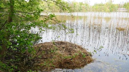 Das geplünderte Schwanen-Nest am Weißen See.