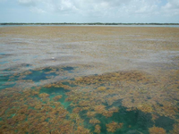 Der größte vermessene Algenteppich der Welt liegt im Atlantik und reicht bis zu diesem Strandgebiet in Florida.