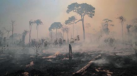 Durch Feuer werden jedes Jahr große Teile des Regenwalds vernichtet