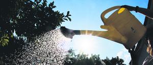 Im Bezirk Mitte werden Grünflächen zum Teil händisch bewässert.