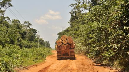 Im Amazonas schreitet die Abholzung massiv voran.