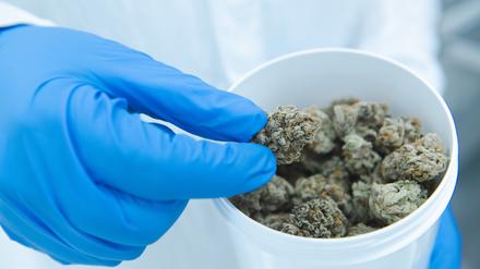 Nicht nur die FDP-Minister drängen auf die Vorlage eines Gesetzes zur Freigabe von Cannabis.