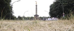 Da wächst kein Gras mehr.