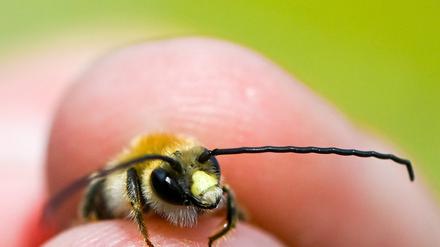 Eine Langhornbiene wird bei einer Wildbienen-Exkursion der Aurelia Stiftung im Botanischen Garten Berlin betrachtet.  