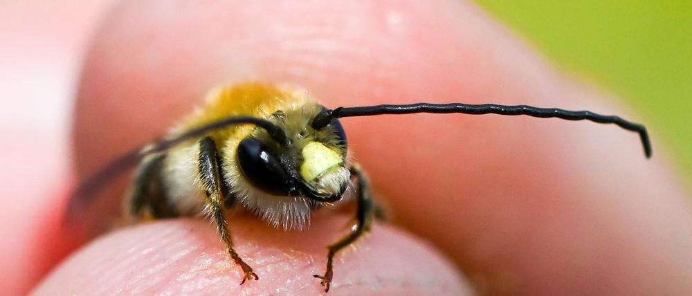 Eine Langhornbiene wird bei einer Wildbienen-Exkursion der Aurelia Stiftung im Botanischen Garten Berlin betrachtet.
