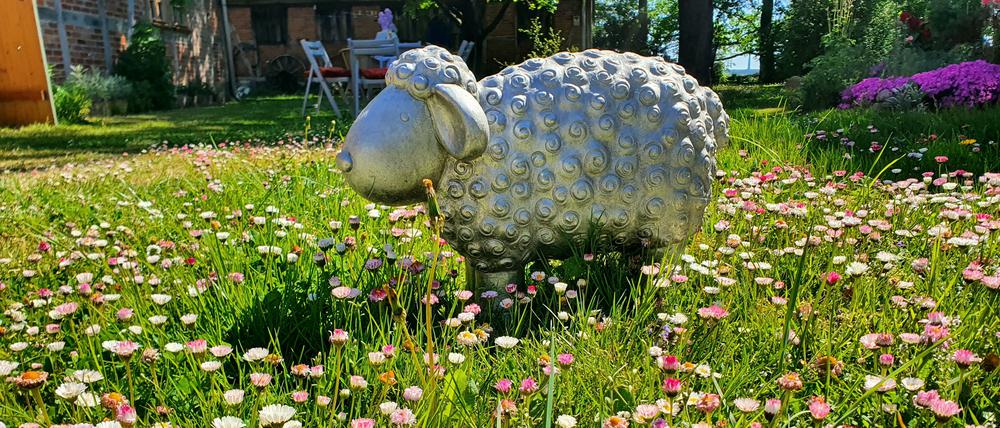 Da steht ein Schaf auf dem Hof: Neulingen im Frühling.