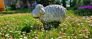 Da steht ein Schaf auf dem Hof: Neulingen im Frühling.