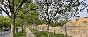 Eschenallee an der Werneuchener Wiese.