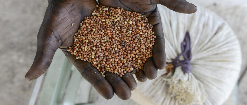Zwei Drittel der aktuell von Lebensmittelknappheit betroffenen Länder befinden sich in Afrika. Wenn möglich sollten sie auf ihre traditionellen lokalen Produkte setzen, um von Getreideimporten wegzukommen, so Ziller.