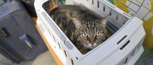 Symbolbild Kater