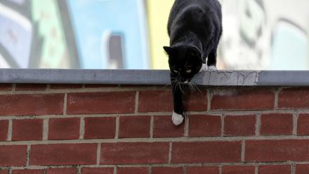 Freilaufende Katze
