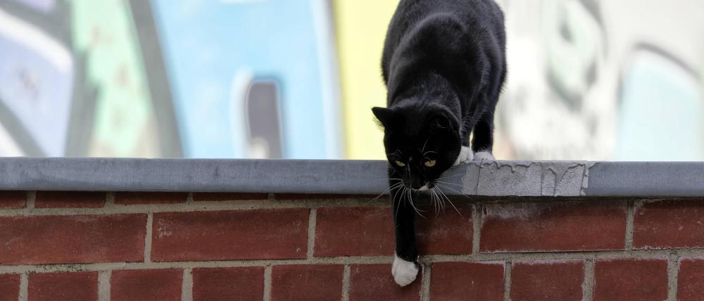 Freilaufende Katze