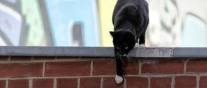 Freilaufende Katze