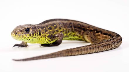 588 Zauneidechsen: Vor Baubeginn müssen die geschützten Reptilien von der Baustelle gesammelt werden.