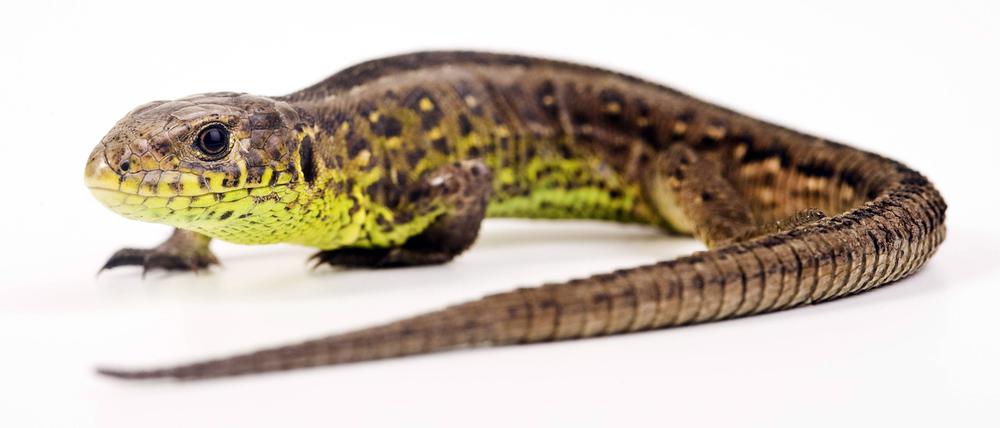 588 Zauneidechsen: Vor Baubeginn müssen die geschützten Reptilien von der Baustelle gesammelt werden.
