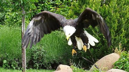 Der rund fünf Kilogramm schwere Weißkopfseeadler Dakota ist auch in Potsdam zu bestaunen.