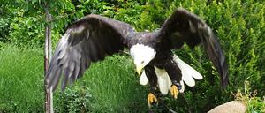 Der rund fünf Kilogramm schwere Weißkopfseeadler Dakota ist auch in Potsdam zu bestaunen.