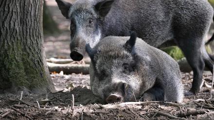 Die Afrikanische Schweinepest breitet sich seit etwa zweieinhalb Jahren entlang der Grenze zu Polen aus.