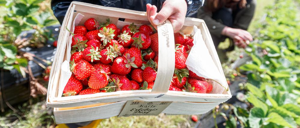 Verlockender Anblick. Frisch gepflückte Erdbeeren vom Feld. Aber der Preis darf nicht zu hoch sein.