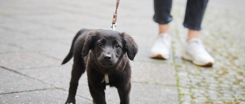 Gassi gehen am Helmholtzplatz, Prenzlauer Berg