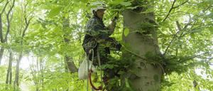 Als Beringer beklettert Norbert Kenntner seit 20 Jahren Greifvogelnester, sein Team befestigt zur wissenschaftlichen Dokumentation Kennringe an den Füßen der Jungvögel