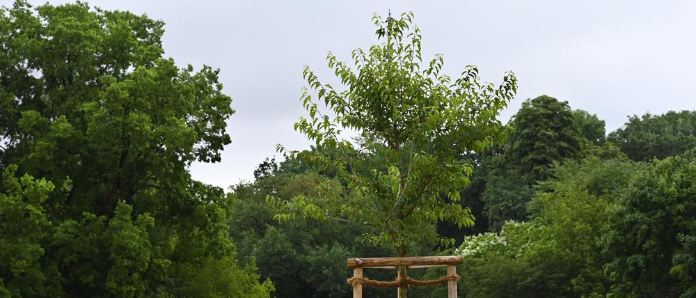 Allein auf weiter Flur. Ein 15 Jahre alter Feuer-Ahorn auf der Picknickwiese im Tierpark ist der Queen zum 70. Thronjubiläum gewidmet.