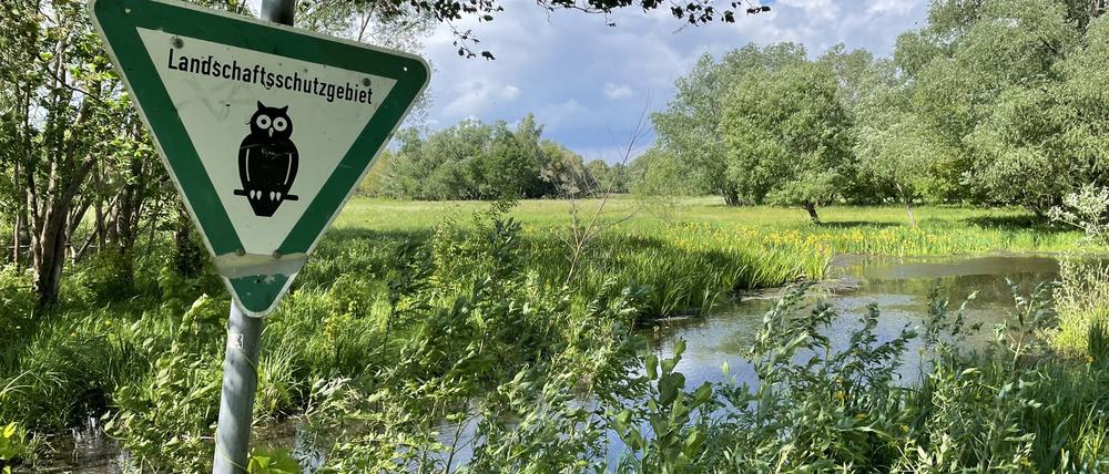 Reiher, Wasserbüffel, Frösche, Kraniche. Und die Spuren der Biber sieht man auch.
