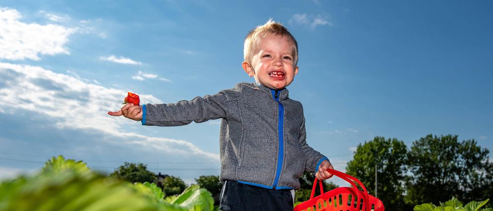 Günstig, süß und mit Kindern eine optimale Freizeitaktivität: Erdbeeren ernten in Brandenburg
