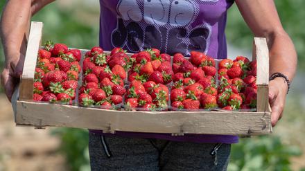 Eine Erntehelferin trägt eine Kiste mit Erdbeeren.