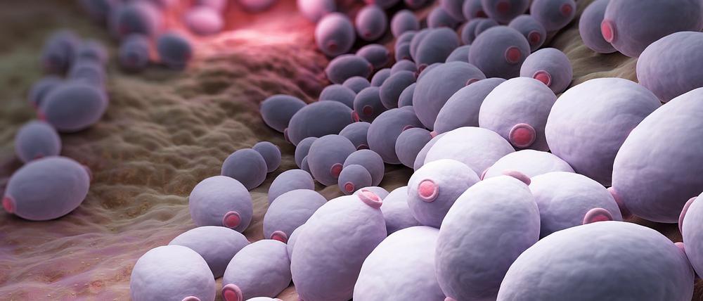 Candida albicans is a diploid fungus that grows both as yeast and filamentous cells and a causal agent of opportunistic oral and genital infections in humans