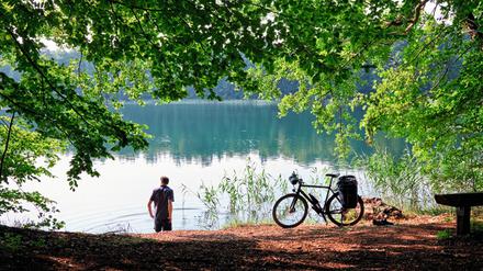 Das Wasser des Peetschsees ist glasklar, der Untergrund sandig, Libellen hängen im Schilf.
