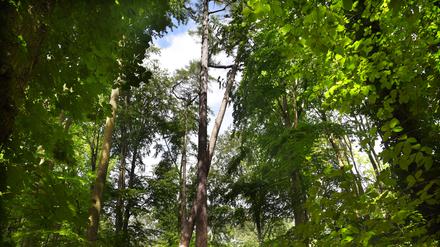 Der höchste Baum Berlins – oder doch nicht?