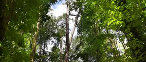 Der höchste Baum Berlins – oder doch nicht?